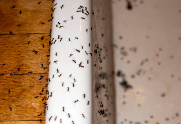Best Exterminator Services  in Dumbarton, VA