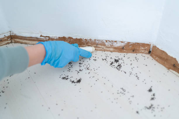Best Affordable Pest Control Services  in Dumbarton, VA